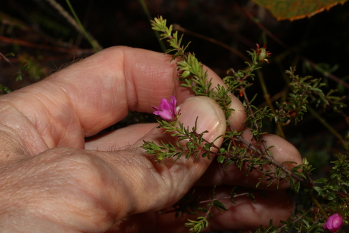 Image of Bauera capitata by (c) Greg Tasney, some rights reserved (CC BY-SA)