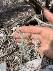 Tetradymia canescens