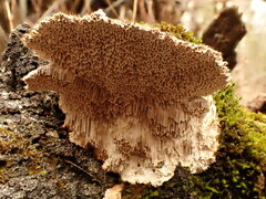 Trametes trogii