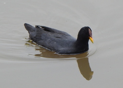 Fulica rufifrons