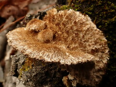 Trametes trogii
