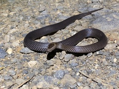 Cacophis squamulosus
