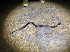 Cacophis squamulosus