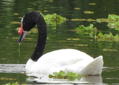 Cygnus melancoryphus