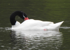 Cygnus melancoryphus