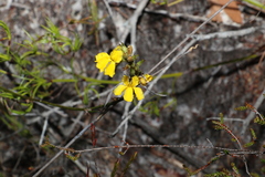 Goodenia stelligera