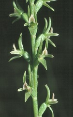 Prasophyllum roseum