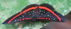 Amarynthis meneria