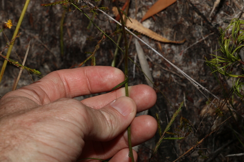 Image of Goodenia stelligera by (c) Greg Tasney, some rights reserved (CC BY-SA)