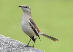 Mimus triurus