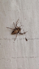 Oxyopes tridens