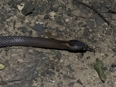 Cacophis squamulosus