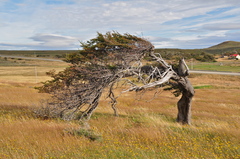 Nothofagus antarctica
