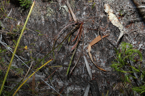 Image of Spiked Goodenia (Goodenia stelligera) by (c) Greg Tasney, some rights reserved (CC BY-SA)
