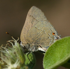 Allosmaitia strophius