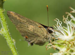 Allosmaitia strophius