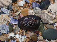 Monetaria caputserpentis