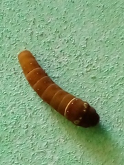 Papilio multicaudata multicaudata