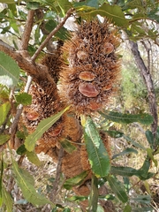 Banksia serrata