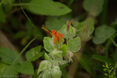 Sphaeralcea lindheimeri