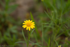 Tetraneuris linearifolia