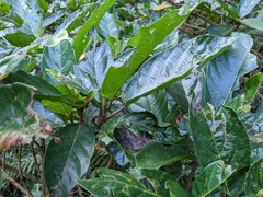 Ficus benguetensis