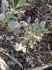 Astragalus newberryi
