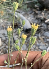 Chaenactis douglasii douglasii