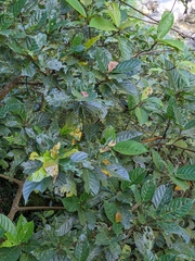 Ficus benguetensis