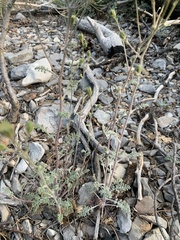 Chaenactis douglasii douglasii