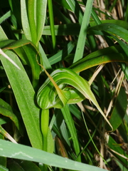Pterostylis banksii
