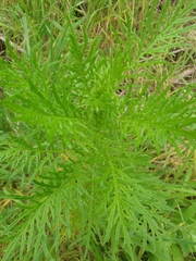 Senecio bipinnatisectus