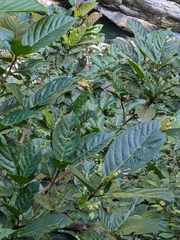Ficus benguetensis