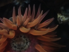 Anthopleura artemisia