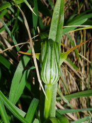 Pterostylis banksii