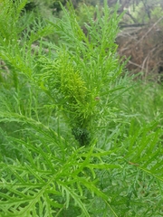Senecio bipinnatisectus