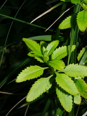 Haloragis erecta erecta