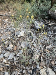 Chaenactis douglasii douglasii