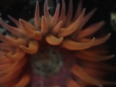 Anthopleura artemisia