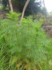 Senecio bipinnatisectus
