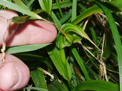 Pterostylis banksii