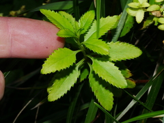 Haloragis erecta erecta