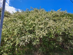 Kunzea ambigua