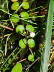 Epilobium nummulariifolium