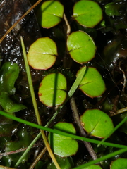 Epilobium nummulariifolium