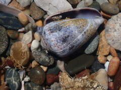 Conus coronatus