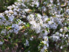 Kunzea ambigua