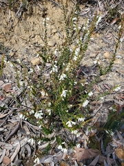 Epacris obtusifolia
