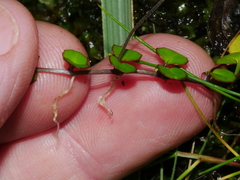 Epilobium nummulariifolium