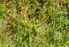 Sporophila hypoxantha